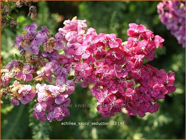 Achillea 'Saucy Seduction' | Duizendblad