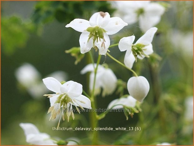 Thalictrum delavayi 'Splendide White' | Chinese ruit, Ruit | Delavays Wiesenraute