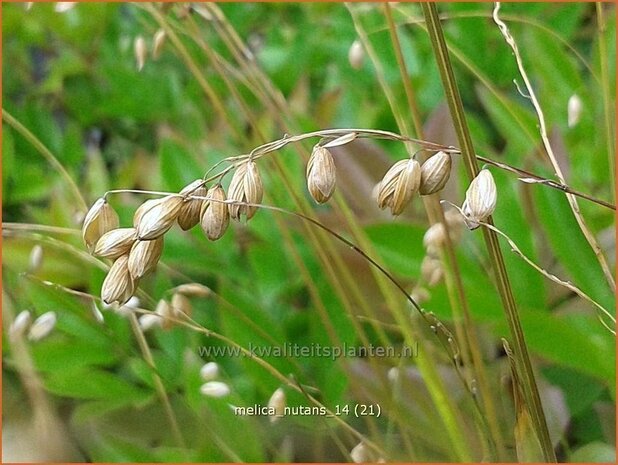 Melica nutans | Knikkend parelgras