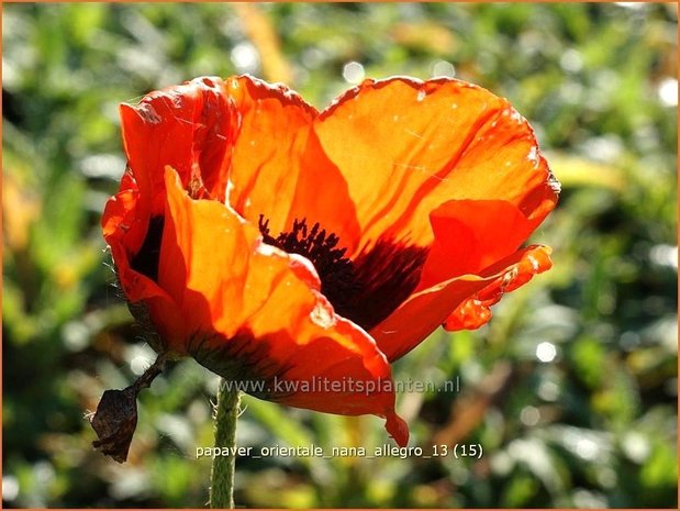 Papaver orientale 'Nana Allegro' | Oosterse papaver, Oosterse klaproos