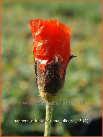 Papaver orientale 'Nana Allegro' | Oosterse papaver, Oosterse klaproos