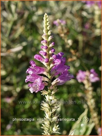 Physostegia virginiana 'Variegata' | Scharnierbloem, Scharnierplant