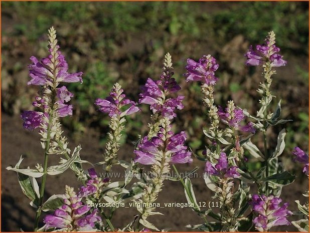 Physostegia virginiana 'Variegata' | Scharnierbloem, Scharnierplant