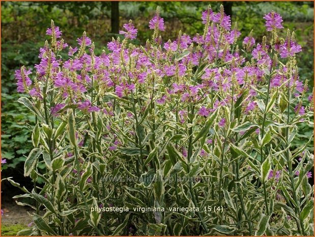 Physostegia virginiana 'Variegata' | Scharnierbloem