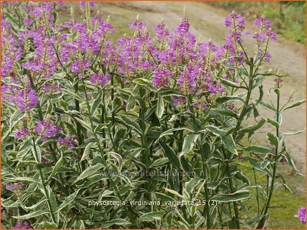Physostegia virginiana 'Variegata' | Scharnierbloem