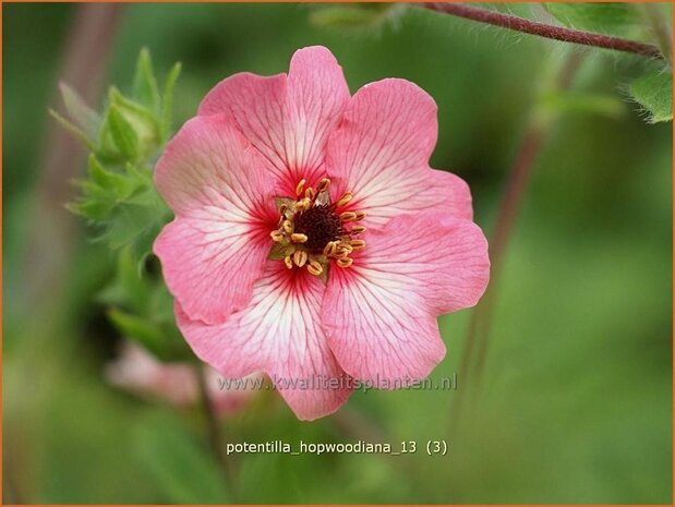 Potentilla hopwoodiana | Ganzerik | Hybrid-Fingerkraut