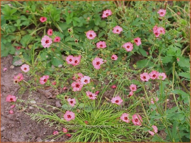 Potentilla hopwoodiana | Ganzerik | Hybrid-Fingerkraut