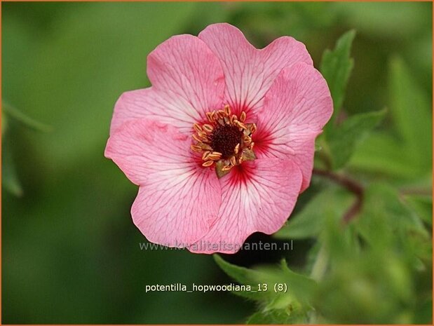 Potentilla hopwoodiana | Ganzerik | Hybrid-Fingerkraut