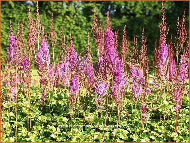 Astilbe chinensis 'Purpurkerze' | Spirea
