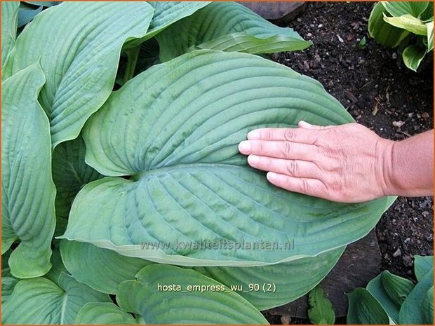 Hosta 'Empress Wu' | Hartlelie, Funkia