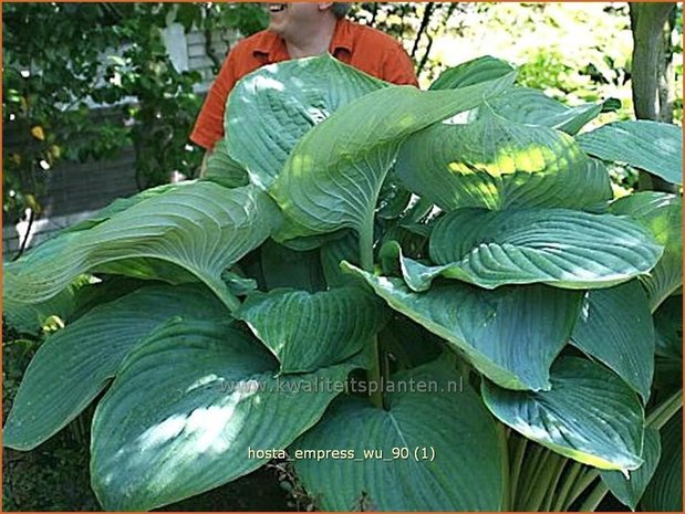 Hosta 'Empress Wu' | Hartlelie, Funkia