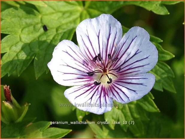 Geranium wallichianum 'Crystal Lake' | Ooievaarsbek