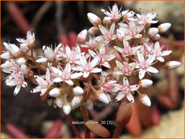 Sedum album | Wit vetkruid, Vetkruid