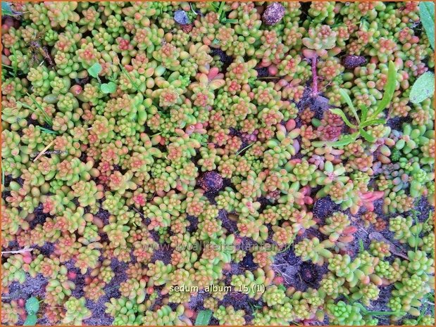 Sedum album | Wit vetkruid, Vetkruid