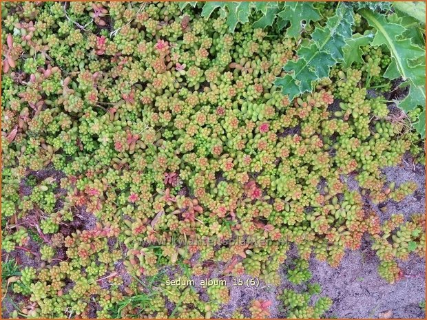 Sedum album | Wit vetkruid, Vetkruid