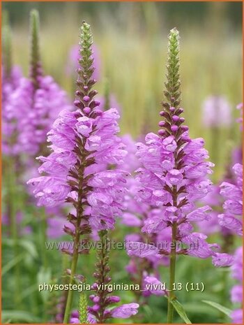Physostegia virginiana 'Vivid' | Scharnierbloem, Scharnierplant