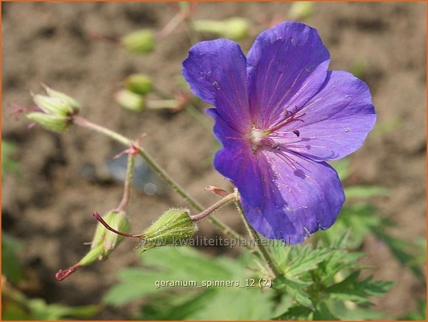 Geranium 'Spinners' | Ooievaarsbek, Tuingeranium | Storchschnabel