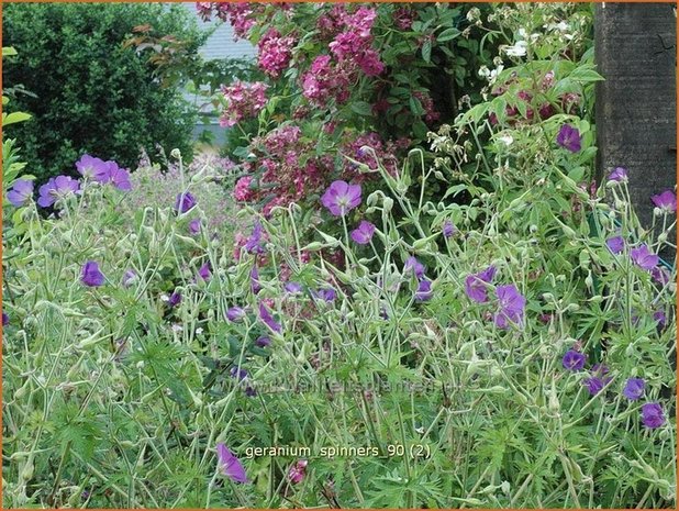 Geranium 'Spinners' | Ooievaarsbek, Tuingeranium | Storchschnabel