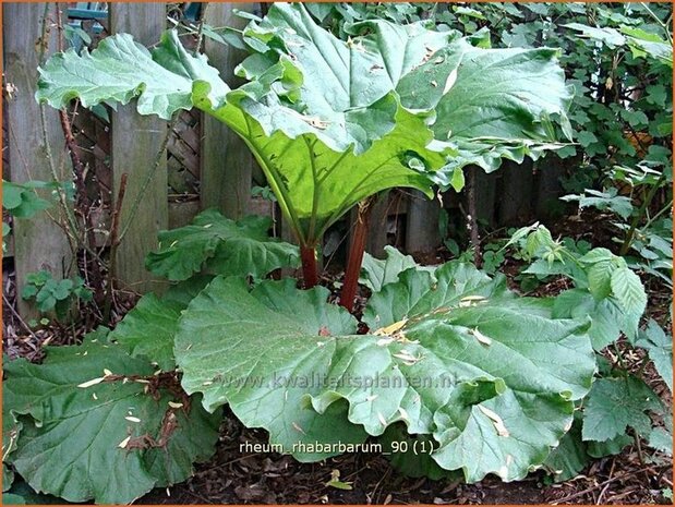 Rheum rhabarbarum | Rabarber