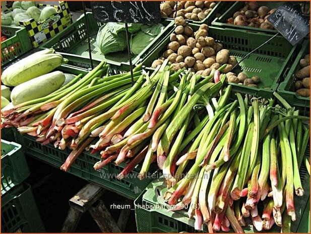 Rheum rhabarbarum | Rabarber