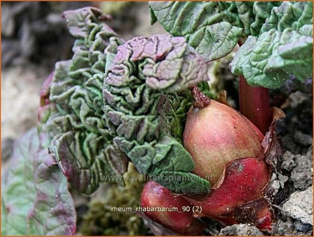 Rheum rhabarbarum | Rabarber