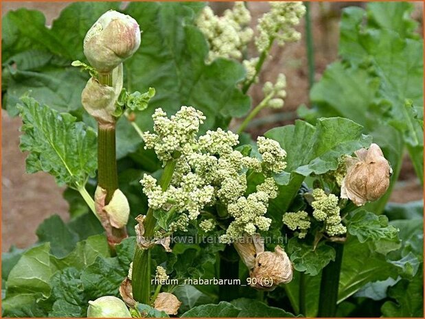 Rheum rhabarbarum | Rabarber