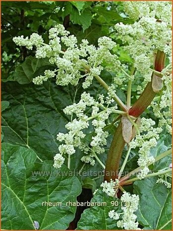 Rheum rhabarbarum | Rabarber