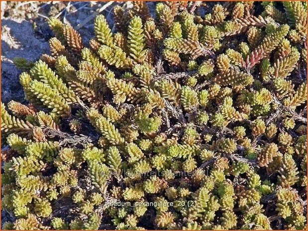 Sedum sexangulare | Zacht vetkruid
