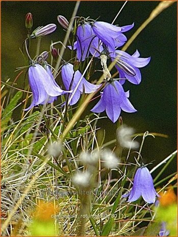 Campanula rotundifolia | Grasklokje, Klokjesbloem | Rundbl&auml;ttrige Glockenblume