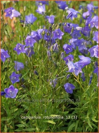 Campanula rotundifolia | Grasklokje, Klokjesbloem | Rundbl&auml;ttrige Glockenblume