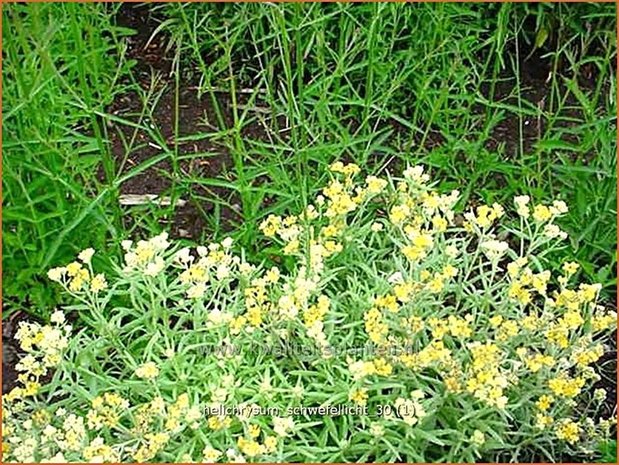 Helichrysum 'Schwefellicht' | Strobloem