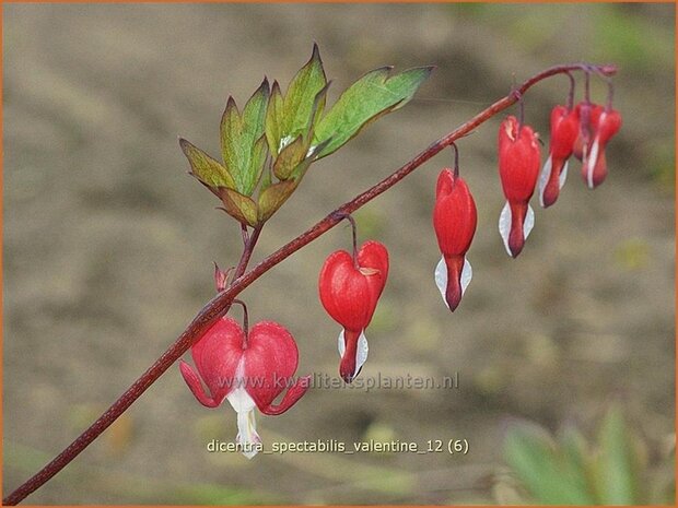 Dicentra spectabilis 'Valentine' | Gebroken hartje, Tranend hartje