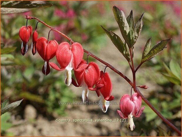 Dicentra spectabilis 'Valentine' | Gebroken hartje, Tranend hartje