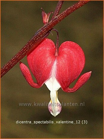Dicentra spectabilis 'Valentine' | Gebroken hartje, Tranend hartje