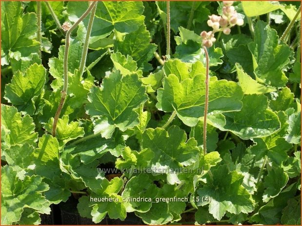 Heuchera cylindrica 'Greenfinch' | Purperklokje