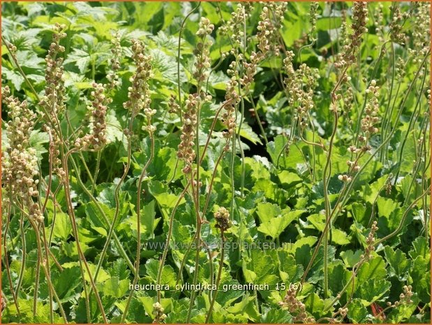 Heuchera cylindrica 'Greenfinch' | Purperklokje