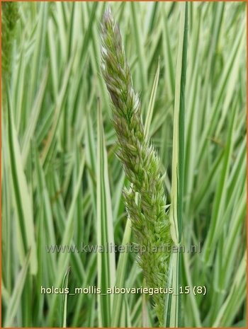 Holcus mollis 'Albovariegatus' | Bonte gladde witbol, Witbol