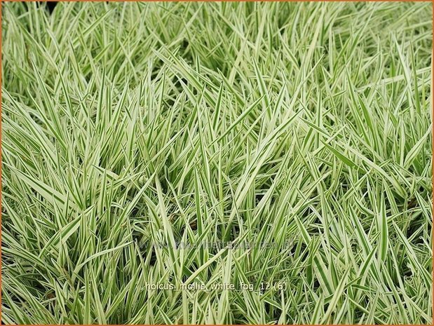 Holcus mollis 'White Fog' | Bonte gladde witbol, Witbol