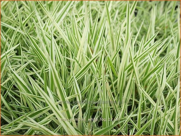 Holcus mollis 'White Fog' | Bonte gladde witbol, Witbol