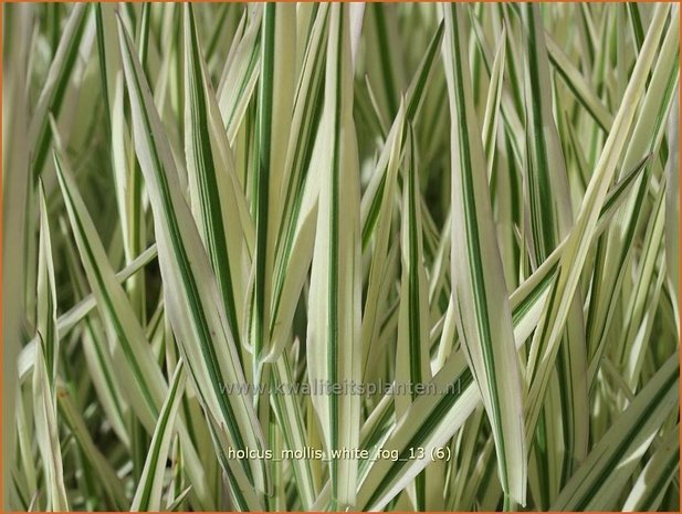 Holcus mollis 'White Fog' | Bonte gladde witbol, Witbol