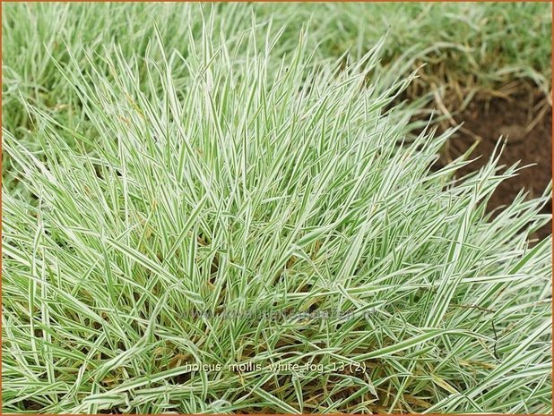 Holcus mollis 'White Fog' | Bonte gladde witbol, Witbol