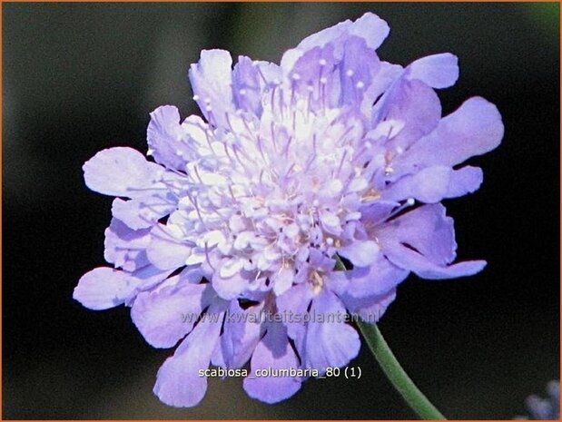 Scabiosa columbaria | Duifkruid, Schurftkruid