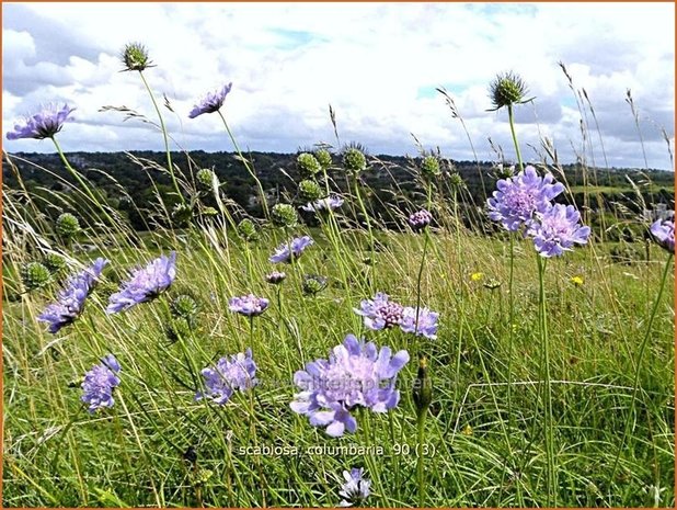 Scabiosa columbaria | Duifkruid, Schurftkruid
