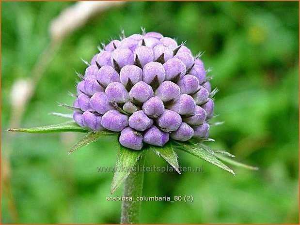 Scabiosa columbaria | Duifkruid, Schurftkruid