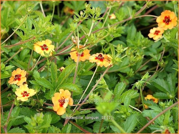 Potentilla tonguei | Ganzerik | Hybrid-Fingerkraut