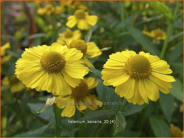 Helenium 'Kanaria' | Zonnekruid