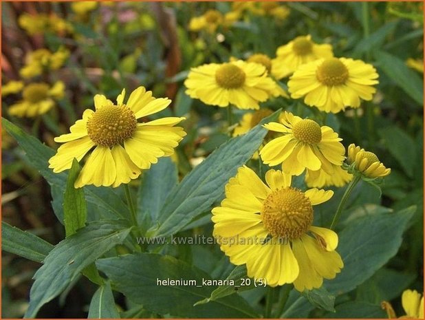 Helenium 'Kanaria' | Zonnekruid