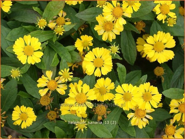 Helenium 'Kanaria' | Zonnekruid