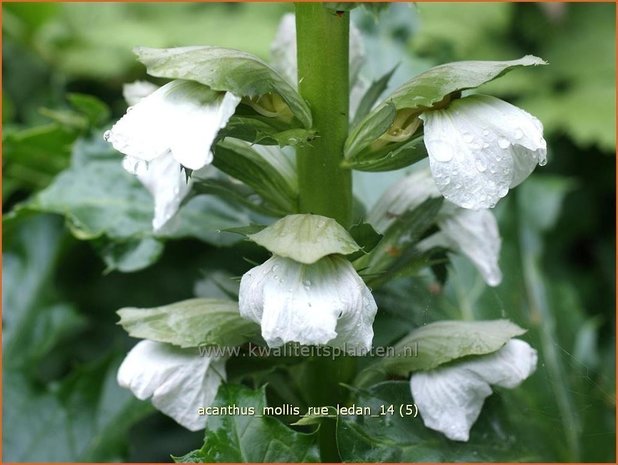 Acanthus mollis &#39;Rue Ledan&#39; | Zachte akant, Akant | Weiche Bärenklau