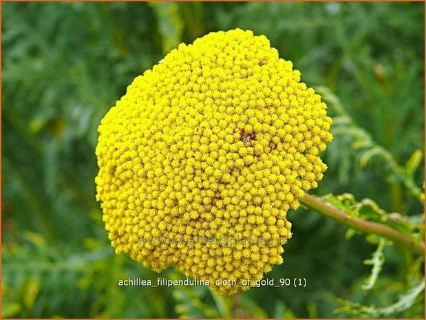 Achillea filipendulina 'Cloth of Gold' | Duizendblad